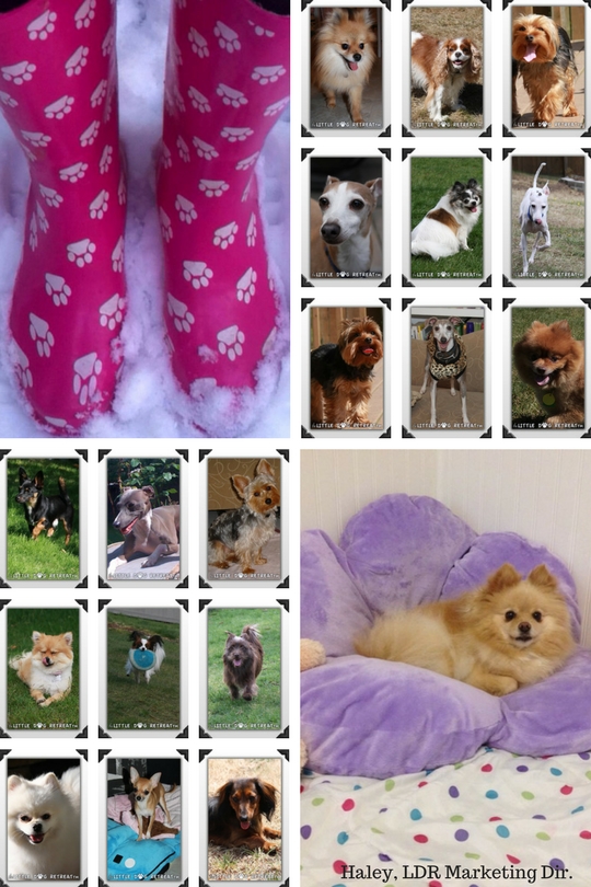 small dog, little dog, tiny dog, daycare, boarding, toy breed dog daycare