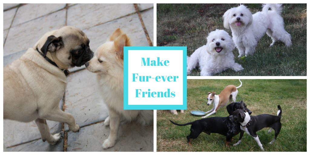 toy breed dogs, dog daycare, dog boarding, lynnwood wa