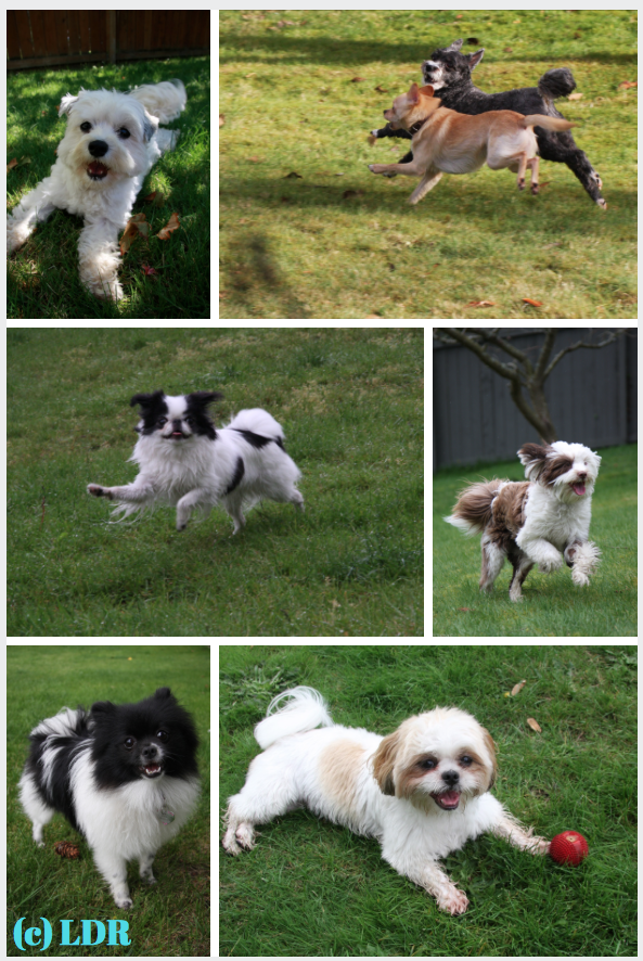 small dog, little dog, tiny dog, daycare, boarding, toy breed dog daycare