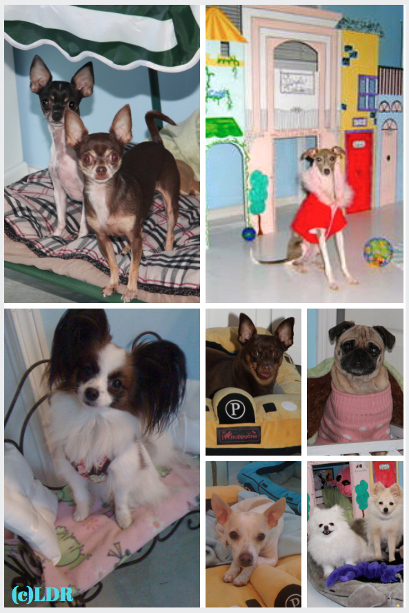 small dog, little dog, tiny dog, daycare, boarding, toy breed dog daycare