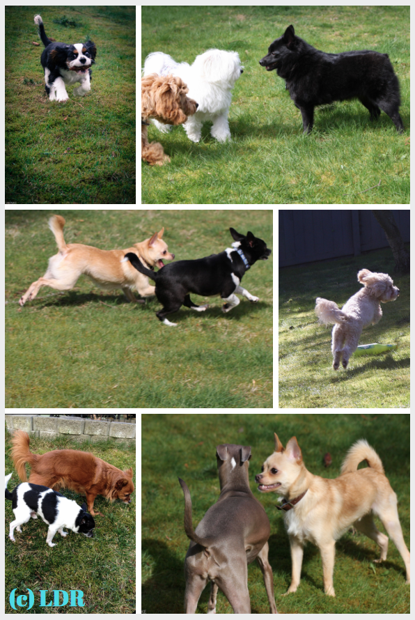 small dog, little dog, tiny dog, daycare, boarding, toy breed dog daycare