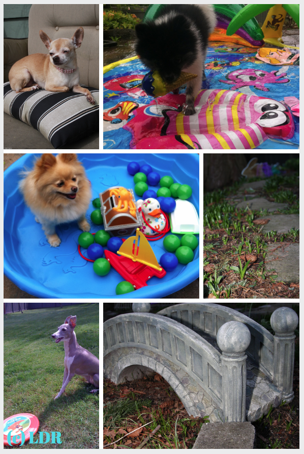 small dog, little dog, tiny dog, daycare, boarding, toy breed dog daycare