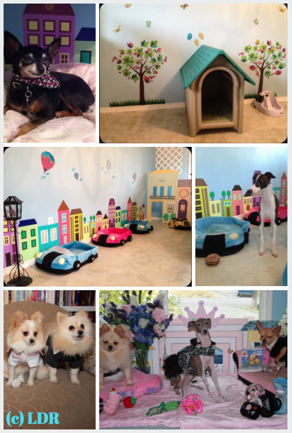 dog daycare, dog boarding, lynnwood wa