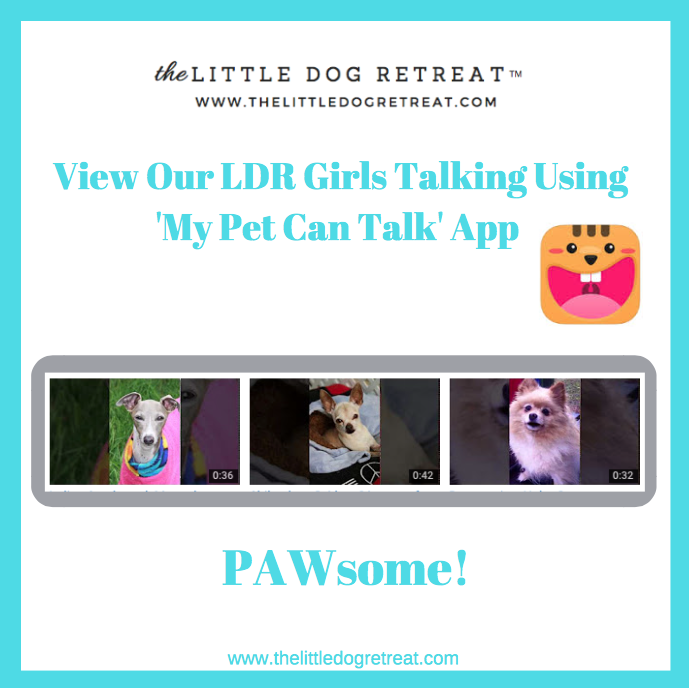 Small dog daycare, little dog daycare, dog daycare, small dog boarding, little dog boarding, lynnwood wa, taking dogs, app