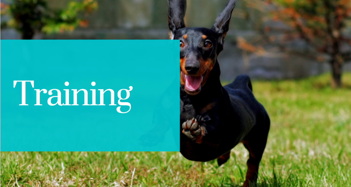 the LITTLE DOG RETREAT Dog Daycare and Dog Boarding, Lynnwood, Washington