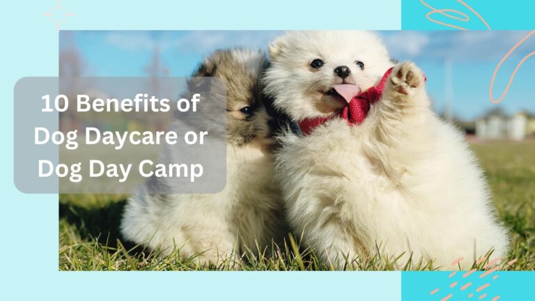 10 Benefits of Dog Daycare or Dog Day Camp