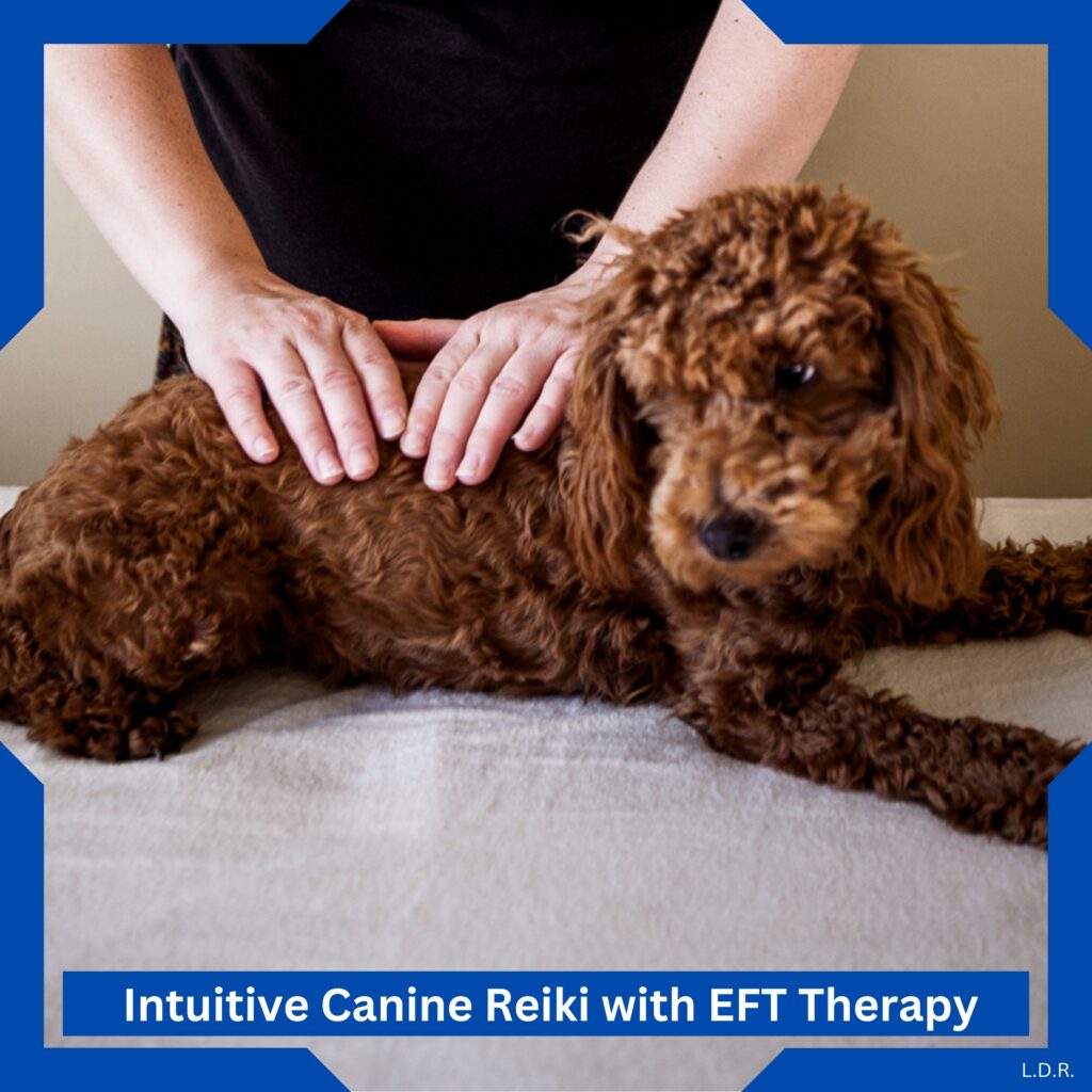 dog reiki and dog eft therapy