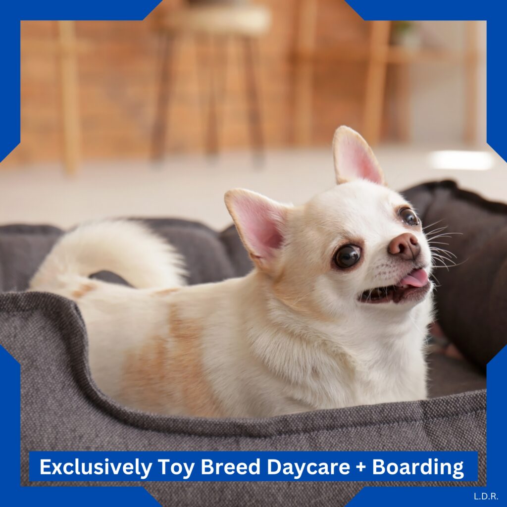 Toy Breed Dog Daycare, Daycamp and Boarding