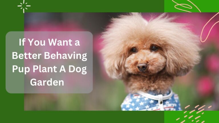 Plant a Dog Garden for Little Dog Stress and Anxiety Relief