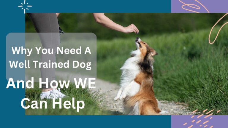 Why You Need A Well Trained Dog And How We Can Help