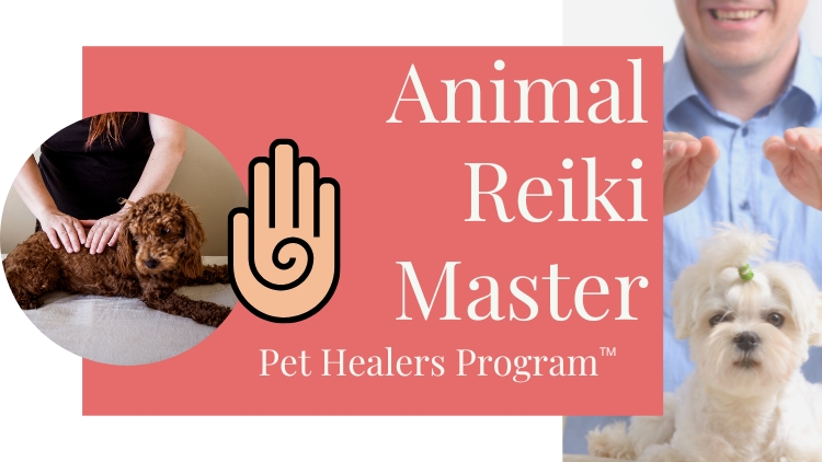 How to use Energy Healing with Animals and Make Money From It