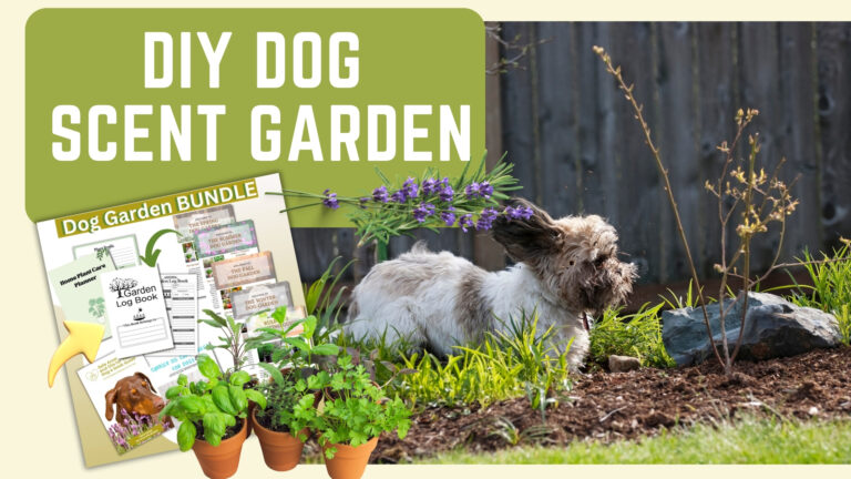 DIY pet garden, dog garden, dog safe plants