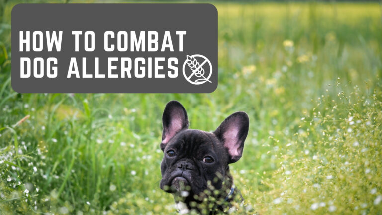 How to Combat Dog Allergies